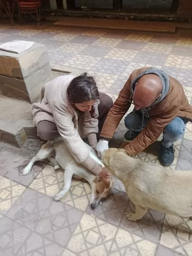 تنفيذ ٢١ حملة أسبوعيًا لتطعيم الكلاب الضاله بالإسكندرية 3 - جريدة الجمهورية 34 1 - جريدة الجمهورية