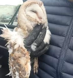 تنسيق بين «البيئة» والحماية المدنية لإنقاذ طائر «بومة» عالق.. بالإسكندرية