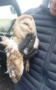 تنسيق بين «البيئة» والحماية المدنية لإنقاذ طائر «بومة» عالق.. بالإسكندرية 1 - جريدة الجمهورية تنسيق بين «البيئة» والحماية المدنية لإنقاذ طائر «بومة» عالق.. بالإسكندرية