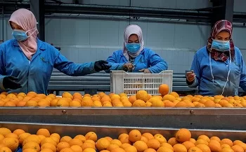 مجلس الوزراء يوافق على رد الأعباء التصديرية للصادرات الغذائية