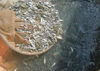 الشرقية تدعم ثروتها السمكية بـ 6 ملايين زريعة وتطرح إنتاجها بأسعار مخفضة