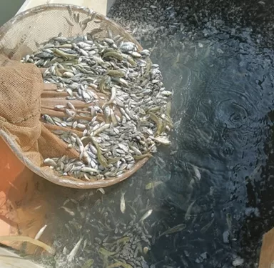 الشرقية تدعم ثروتها السمكية بـ 6 ملايين زريعة وتطرح إنتاجها بأسعار مخفضة