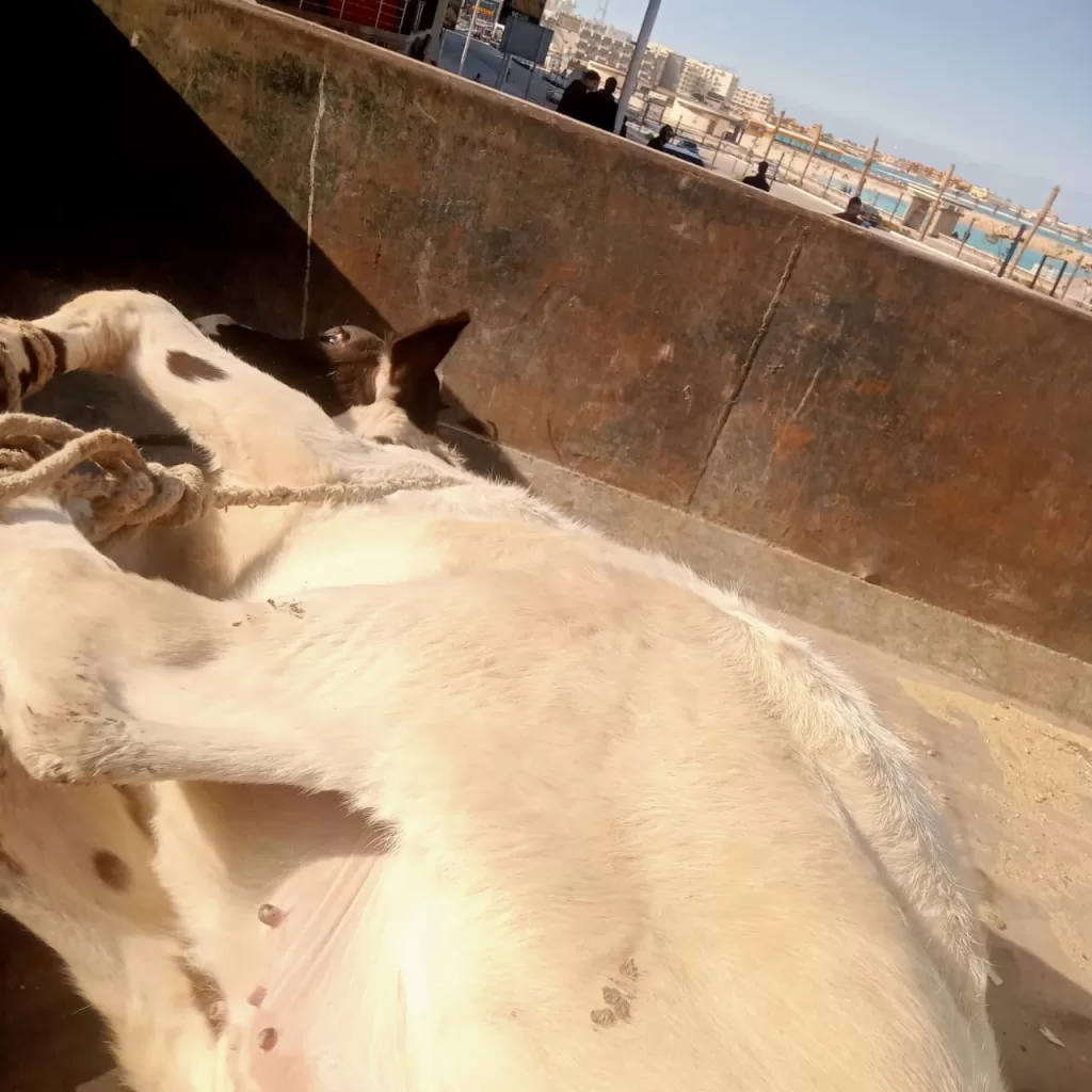 WhatsApp Image 2026 01 04 at 2.49.23 PM 1 - جريدة الجمهورية