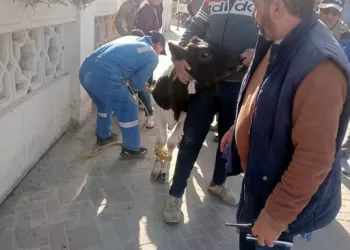 حملة مكبرة بمرسى مطروح لضبط الماشية والأبقار المتجولة بالكورنيش والشوارع 4 - جريدة الجمهورية حملة مكبرة بمرسى مطروح لضبط الماشية والأبقار المتجولة بالكورنيش والشوارع