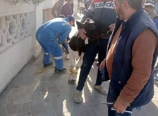 حملة مكبرة بمرسى مطروح لضبط الماشية والأبقار المتجولة بالكورنيش والشوارع
