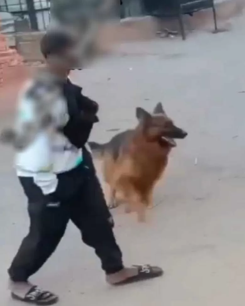 الداخلية تضبط «عاطلًا» استخدم كلبًا لترهيب المواطنين في القليوبية 2 - جريدة الجمهورية WhatsApp Image 2026 01 06 at 3.37.27 PM - جريدة الجمهورية