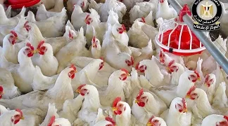 فيديو| انطلاق المرحلة الرابعة من مشروع «إحياء الهوية التاريخية للقاهرة الخديوية»