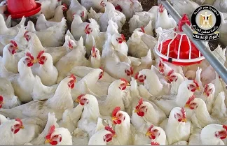 «إعلامي الوزراء» ينفي ظهور «إنفلونزا الطيور» بالمزارع المصرية ويؤكد استقرار الوضع الصحي 5 - جريدة الجمهورية فيديو| انطلاق المرحلة الرابعة من مشروع «إحياء الهوية التاريخية للقاهرة الخديوية»