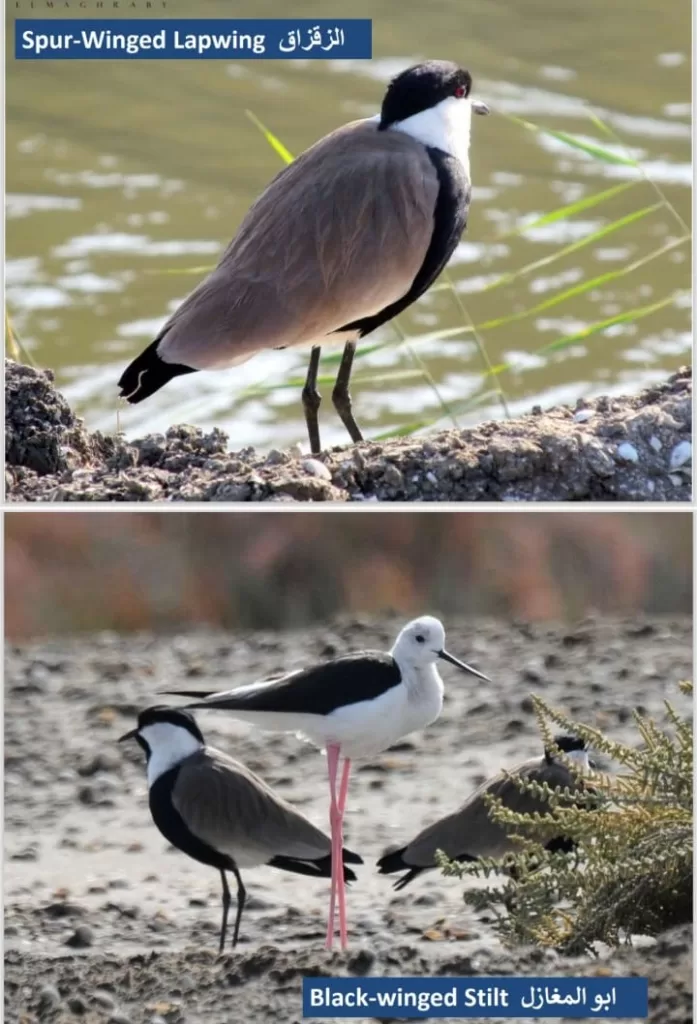 WhatsApp Image 2026 01 10 at 9.28.50 AM 1 - جريدة الجمهورية