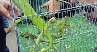 البيئة تداهم «سوق ديانا».. وتضبط تجارة محظورة في الحياة البرية