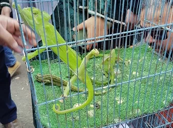 البيئة تداهم «سوق ديانا».. وتضبط تجارة محظورة في الحياة البرية