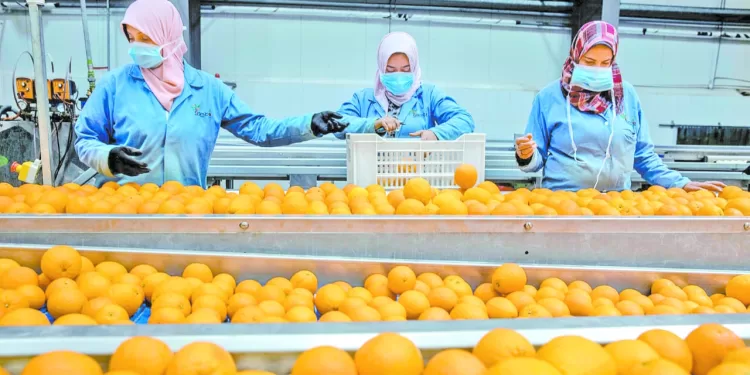 بيراميدز يواجه الجونة.. وبتروجت يصطدم بـ«مودرن»