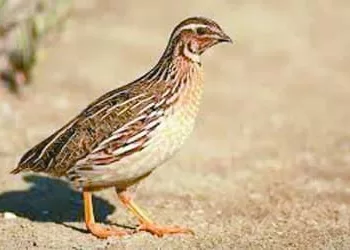 الزمالك يستعد للمصرى فى الكونفدرالية