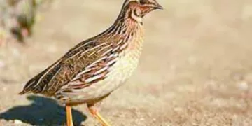 الزمالك يستعد للمصرى فى الكونفدرالية