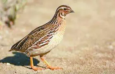 هوس لحوم العصافير.. تريند « السوشيال ميديا» 1 - جريدة الجمهورية الزمالك يستعد للمصرى فى الكونفدرالية