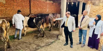 تحصين 110 آلاف رأس ماشية ضد الأمراض الوبائية بالدقهلية