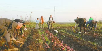 بيراميدز يراقب «بنتايج».. وبرنامج خاص لـ «رمضان»