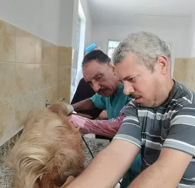 طب بيطري الإسكندرية تفتتح عياداتها الجديدة لتقديم خدمات الرعاية المتكاملة والفندقة للحيوانات 3 - جريدة الجمهورية 2 134 - جريدة الجمهورية