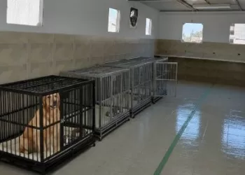 طب بيطري الإسكندرية تفتتح عياداتها الجديدة لتقديم خدمات الرعاية المتكاملة والفندقة للحيوانات 2 - جريدة الجمهورية طب بيطري الإسكندرية تفتتح عياداتها الجديدة لتقديم خدمات الرعاية المتكاملة والفندقة للحيوانات