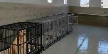 طب بيطري الإسكندرية تفتتح عياداتها الجديدة لتقديم خدمات الرعاية المتكاملة والفندقة للحيوانات