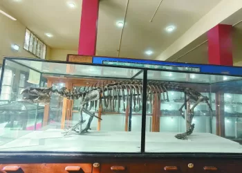 أرقام تاريخية لـ«صلاح» بعد صناعة هدف بمرمى نيوكاسل