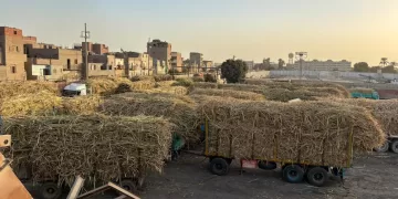 «القابضة الغذائية»: توريد 1.5 مليون طن قصب لمصانع «السكر والصناعات التكاملية»