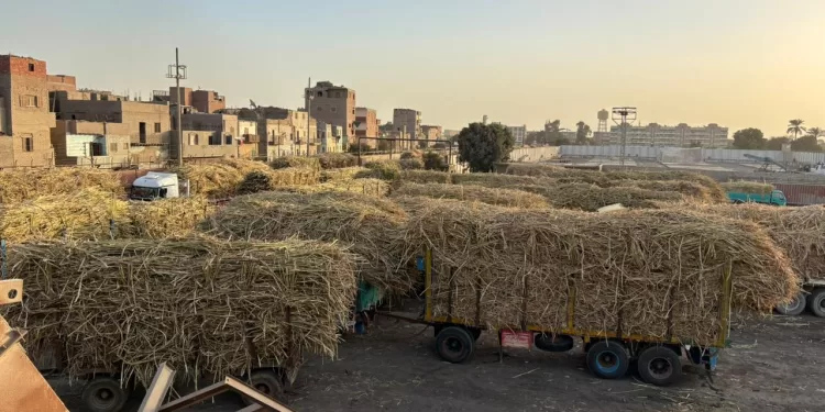 «القابضة الغذائية»: توريد 1.5 مليون طن قصب لمصانع «السكر والصناعات التكاملية»