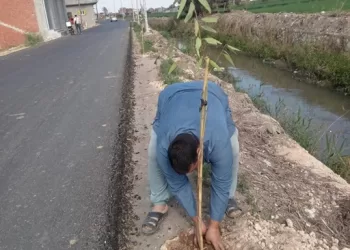 البحيرة تتجمل بـ 410 آلاف شجرة ضمن المبادرة الرئاسية «100 مليون شجرة»