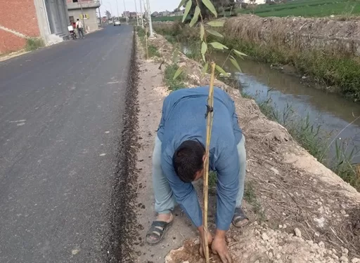 البحيرة تتجمل بـ 410 آلاف شجرة ضمن المبادرة الرئاسية «100 مليون شجرة»