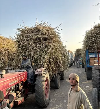 تشغيل مصانع السكر على مدار 24 ساعة لتحقيق المستهدفات الإنتاجية 1 - جريدة الجمهورية تشغيل مصانع السكر على مدار 24 ساعة لتحقيق المستهدفات الإنتاجية