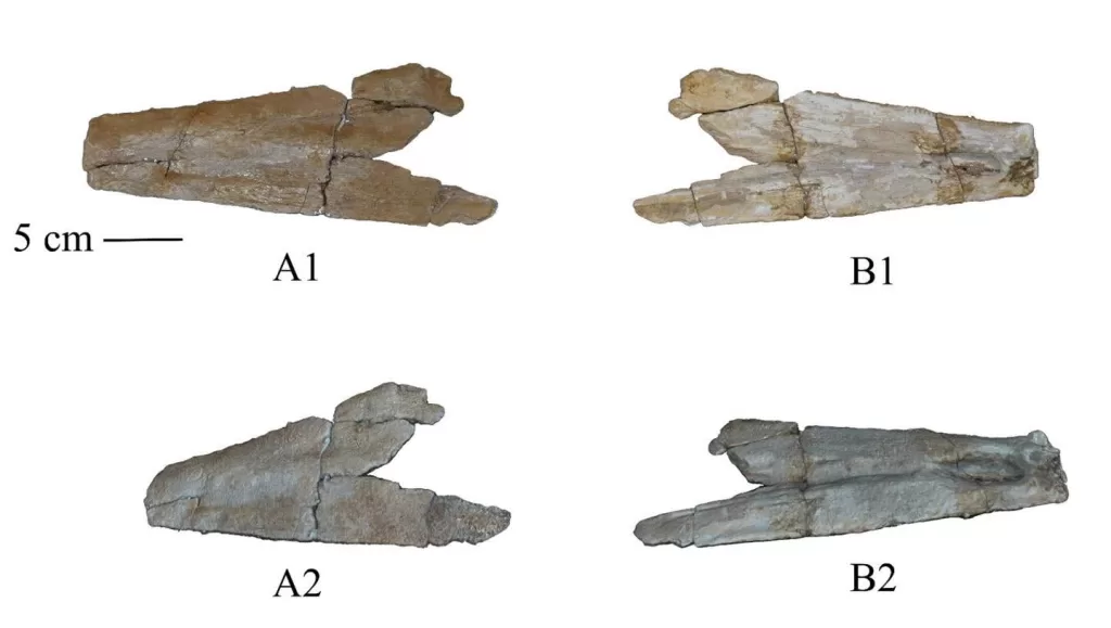 WhatsApp Image 2026 02 26 at 10.43.54 PM 1 - جريدة الجمهورية