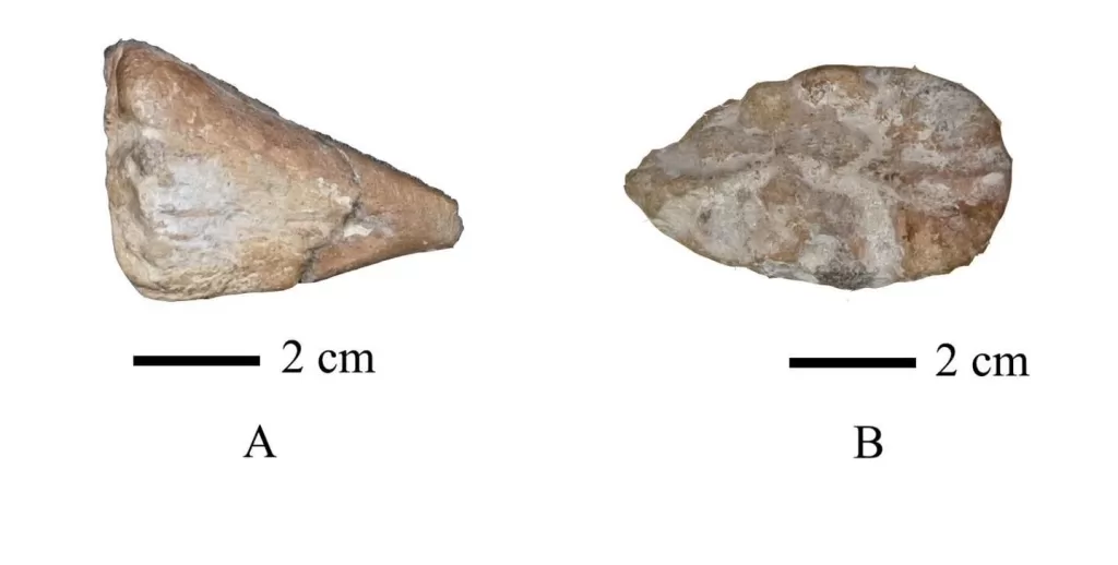 WhatsApp Image 2026 02 26 at 10.43.54 PM - جريدة الجمهورية