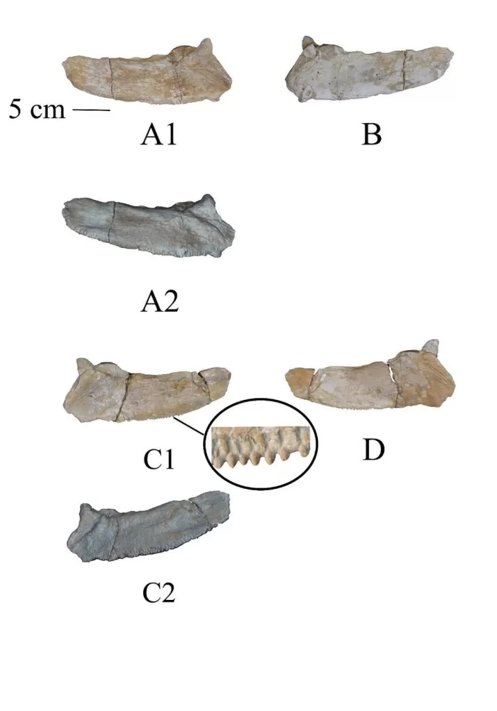 WhatsApp Image 2026 02 26 at 10.43.55 PM - جريدة الجمهورية