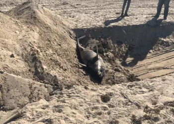 وزيرة التنمية المحلية توجه بالدفن الآمن لـ «درفيل نافق» برأس غارب 2 - جريدة الجمهورية وزيرة التنمية المحلية توجه بالدفن الآمن لـ «درفيل نافق» برأس غارب