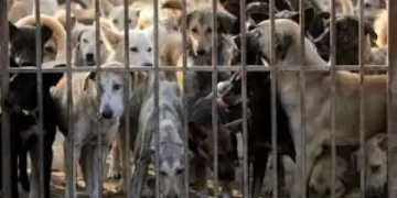 إستجابة لشكاوى المواطنين.. تجهيز مأوى للكلاب الضالة بالعاشر