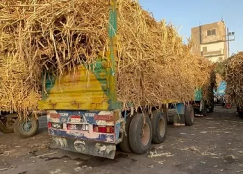 “الصناعات التكاملية” تستقبل قرابة 3 ملايين طن قصب ضمن موسم 2026