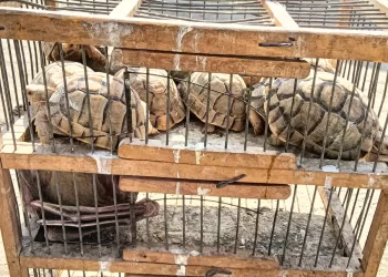 حملة مكبرة بسوق الجمعة تضبط طيورًا وسلاحف مهددة بالانقراض