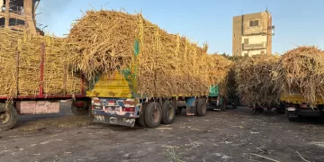 القابضة الغذائية: استلام 4.2 ملايين طن قصب وإنتاج 439 ألف طن سكر حتى الآن