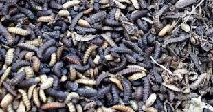 WhatsApp Image 2026 03 25 at 7.42.20 PM 4 - جريدة الجمهورية