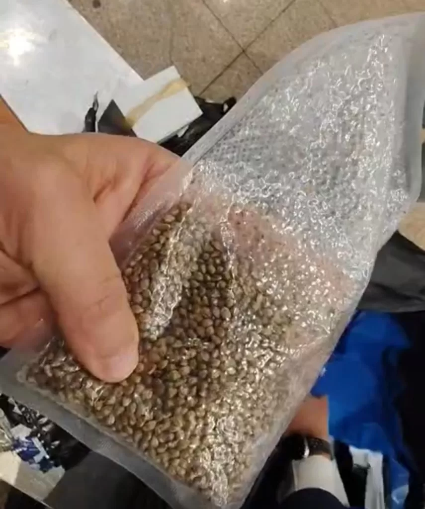 في ضربة استباقية.. جمارك الركاب بمطار القاهرة تضبط 400 ألف بذرة الماريجوانا المخدر قادمة من بروكسل 2 - جريدة الجمهورية WhatsApp Image 2026 03 26 at 4.26.34 PM - جريدة الجمهورية