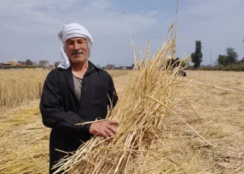 توريد 26238 طن قمح لشون وصوامع الشرقية