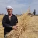 توريد 26238 طن قمح لشون وصوامع الشرقية 6 - جريدة الجمهورية توريد 26238 طن قمح لشون وصوامع الشرقية