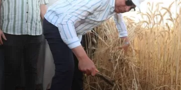 محافظ المنيا يشارك المزارعين حصاد القمح: المحصول ركيزة للأمن القومي