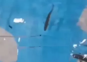 «علوم البحار» يعلن نجاح تجربة التفريخ الصناعي لأسماك البوري بالإسكندرية