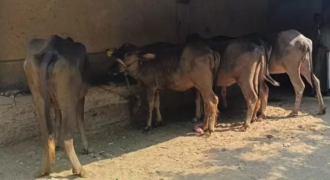 2 46 - جريدة الجمهورية