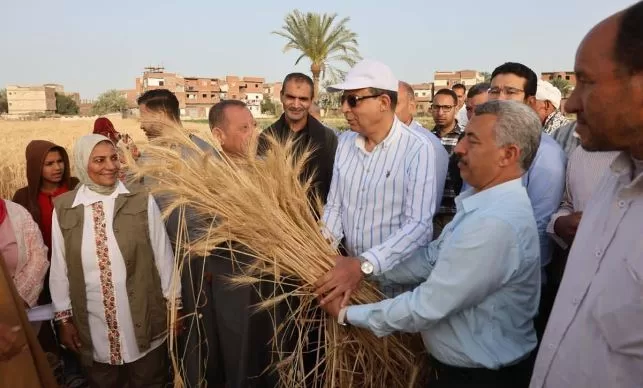 محافظ المنيا يشارك المزارعين حصاد القمح: المحصول ركيزة للأمن القومي 3 - جريدة الجمهورية 3 133 - جريدة الجمهورية