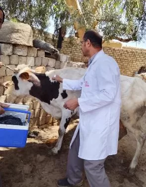 محافظ المنيا: تحصين أكثر من 186 ألف رأس ماشية ضد الحمى القلاعية والأمراض الوبائية