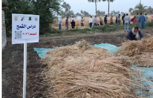 محافظ المنيا يشارك المزارعين حصاد القمح: المحصول ركيزة للأمن القومي 5 - جريدة الجمهورية 5 102 - جريدة الجمهورية