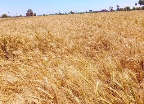 6 26 - جريدة الجمهورية