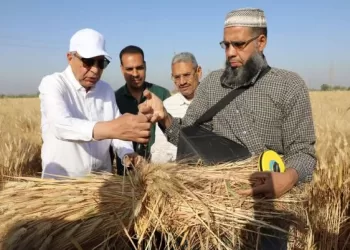 محافظ المنيا: توريد 14.5 ألف طن قمح منذ انطلاق الموسم وحتى الآن